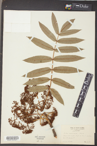 Sorbus americana image