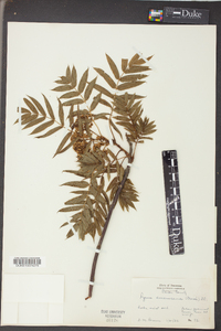 Sorbus americana image