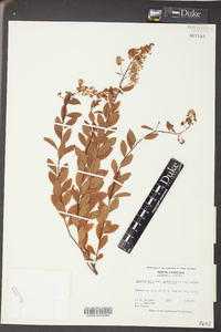 Spiraea salicifolia image