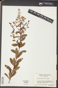 Spiraea latifolia image