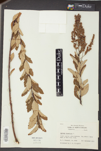 Spiraea tomentosa image