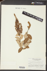 Spiraea tomentosa image