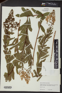 Spiraea latifolia image