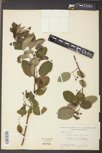 Berchemia scandens image