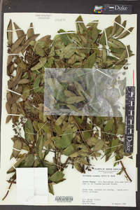 Berchemia scandens image