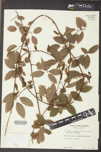 Berchemia scandens image