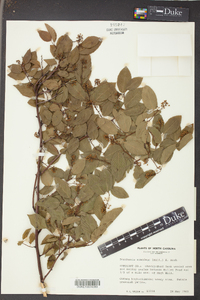 Berchemia scandens image