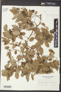 Berchemia scandens image