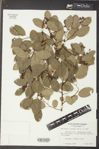 Berchemia scandens image