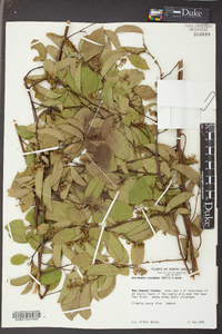 Berchemia scandens image