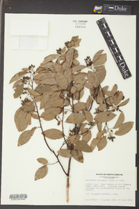 Berchemia scandens image