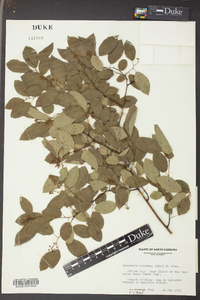 Berchemia scandens image