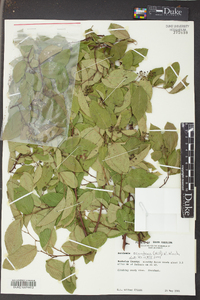 Berchemia scandens image