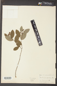 Berchemia scandens image