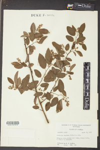 Berchemia scandens image