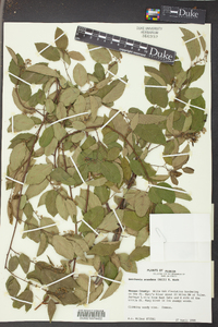 Berchemia scandens image