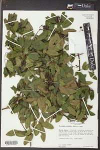 Berchemia scandens image