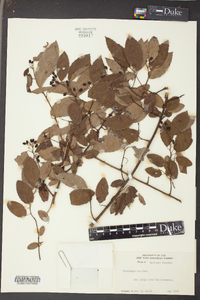 Berchemia scandens image