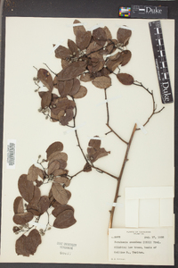 Berchemia scandens image