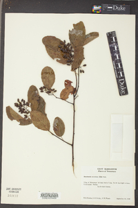 Berchemia scandens image