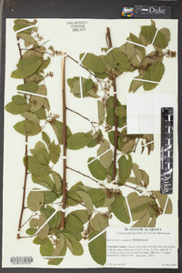 Berchemia scandens image