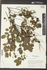 Berchemia scandens image