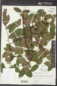 Berchemia scandens image