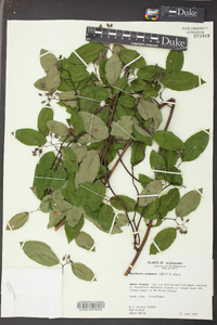 Berchemia scandens image