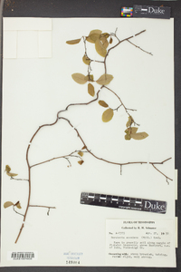 Berchemia scandens image