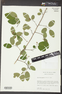 Berchemia scandens image