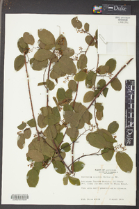 Berchemia scandens image