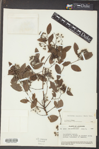 Berchemia scandens image