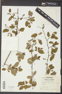 Berchemia scandens image