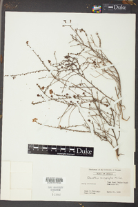 Ceanothus microphyllus image