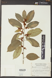 Colubrina arborescens image