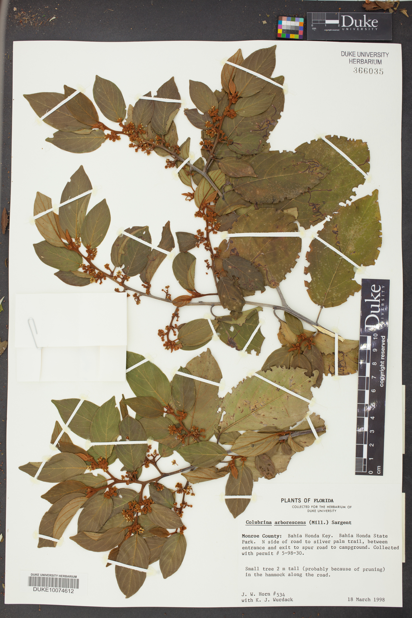 Colubrina arborescens image