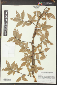 Ulmus alata image