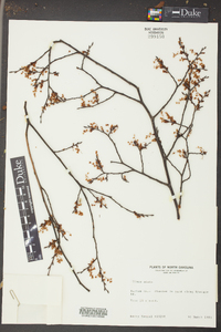 Ulmus alata image