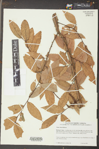 Ulmus alata image