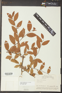 Ulmus alata image