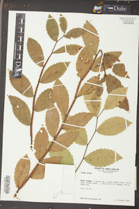 Ulmus alata image