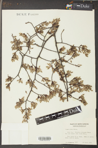 Ulmus alata image