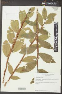 Ulmus alata image