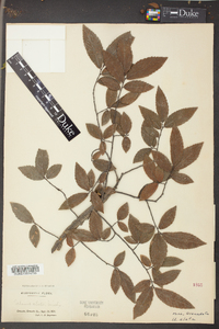 Ulmus alata image