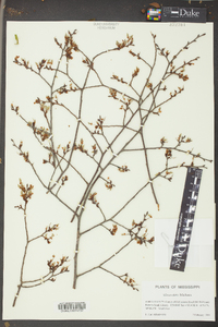 Ulmus alata image