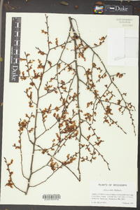 Ulmus alata image