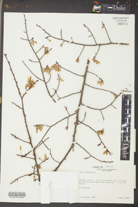 Ulmus alata image