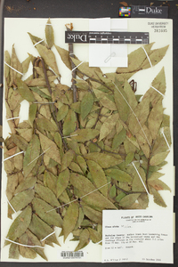 Ulmus alata image