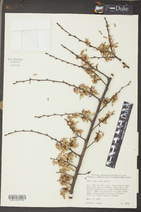 Ulmus alata image