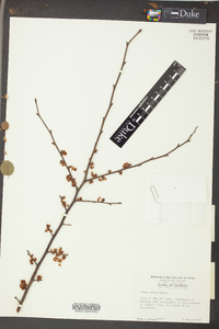 Ulmus alata image